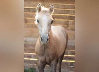 German Riding Pony, Mare, 3 years, 13.1 hh, Grey