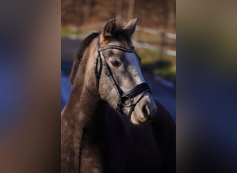 German Riding Pony, Mare, 3 years, 13.1 hh, Grey