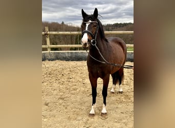 German Riding Pony, Mare, 3 years, 13.2 hh, Bay-Dark