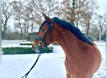 German Riding Pony, Mare, 3 years, 13.2 hh, Brown