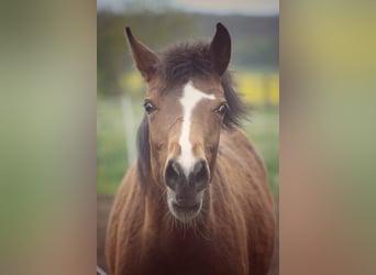 German Riding Pony, Mare, 3 years, 13.2 hh, Brown
