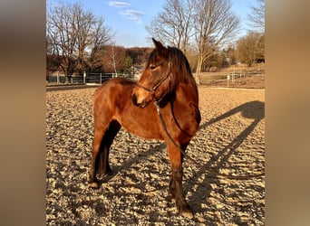 German Riding Pony Mix, Mare, 3 years, 13.2 hh, Brown