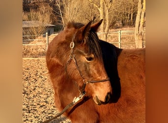 German Riding Pony Mix, Mare, 3 years, 13.2 hh, Brown