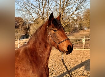 German Riding Pony Mix, Mare, 3 years, 13.2 hh, Brown