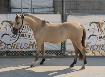 German Riding Pony, Mare, 3 years, 13,2 hh, Buckskin