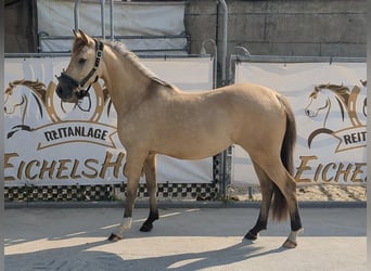 German Riding Pony, Mare, 3 years, 13.2 hh, Buckskin