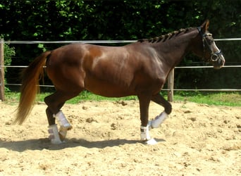 German Riding Pony, Mare, 3 years, 13.2 hh, Chestnut