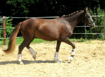 German Riding Pony, Mare, 3 years, 13.2 hh, Chestnut