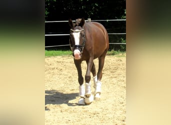 German Riding Pony, Mare, 3 years, 13.2 hh, Chestnut
