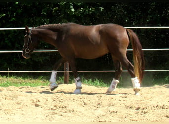 German Riding Pony, Mare, 3 years, 13.2 hh, Chestnut