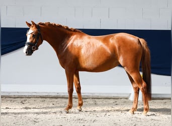 German Riding Pony, Mare, 3 years, 13.2 hh, Chestnut-Red