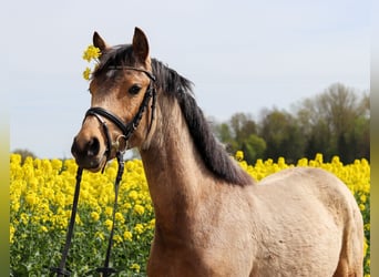 German Riding Pony, Mare, 3 years, 13.2 hh, Dun