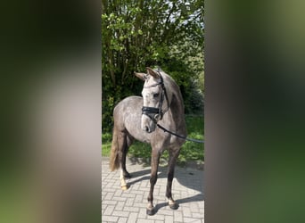 German Riding Pony, Mare, 3 years, 13.2 hh, Gray-Dapple