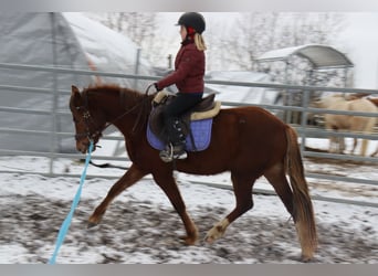 German Riding Pony, Mare, 3 years, 13,2 hh, Palomino