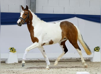 German Riding Pony, Mare, 3 years, 13.2 hh, Pinto