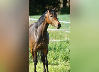 German Riding Pony, Mare, 3 years, 13.3 hh, Bay-Dark