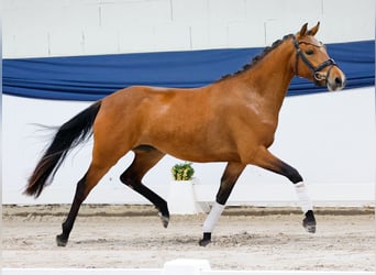 German Riding Pony, Mare, 3 years, 13.3 hh, Brown