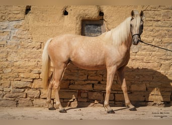 German Riding Pony, Mare, 3 years, 13.3 hh, Palomino