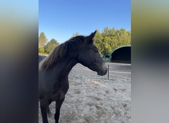 German Riding Pony, Mare, 3 years, 13.3 hh, Smoky-Black