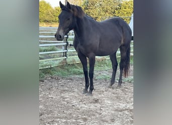 German Riding Pony, Mare, 3 years, 13.3 hh, Smoky-Black