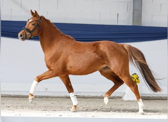German Riding Pony, Mare, 3 years, 13 hh, Chestnut-Red