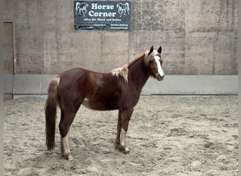 German Riding Pony, Mare, 3 years, 13,2 hh, Chestnut-Red