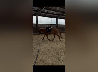 German Riding Pony, Mare, 3 years, 13,2 hh, Palomino