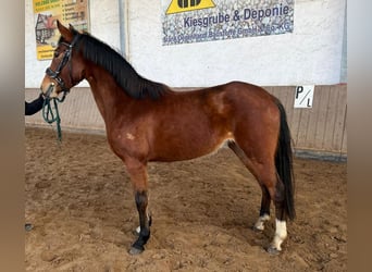 German Riding Pony, Mare, 3 years, 13,3 hh