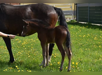 German Riding Pony, Mare, 3 years, 14.1 hh, Bay-Dark