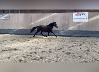 German Riding Pony, Mare, 3 years, 14.1 hh, Bay-Dark