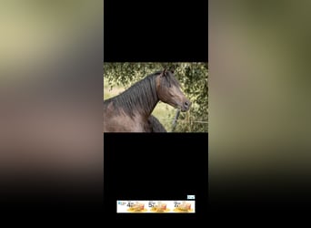 German Riding Pony, Mare, 3 years, 14.1 hh, Black