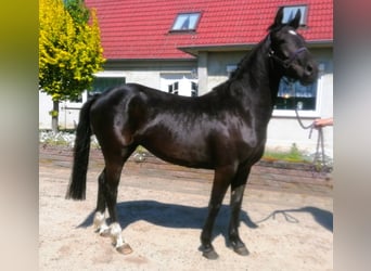 German Riding Pony, Mare, 3 years, 14.1 hh, Black