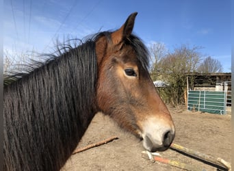 German Riding Pony, Mare, 3 years, 14.1 hh, Brown