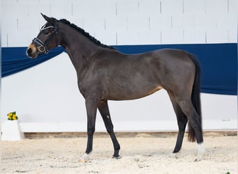 German Riding Pony, Mare, 3 years, 14,1 hh, Brown