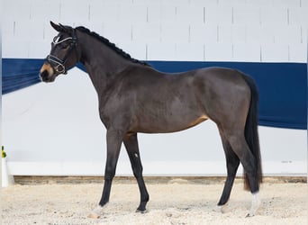 German Riding Pony, Mare, 3 years, 14,1 hh, Brown