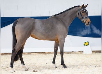 German Riding Pony, Mare, 3 years, 14,1 hh, Brown