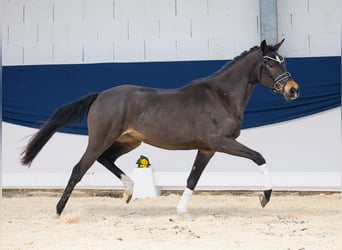 German Riding Pony, Mare, 3 years, 14,1 hh, Brown