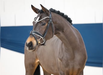 German Riding Pony, Mare, 3 years, 14,1 hh, Brown