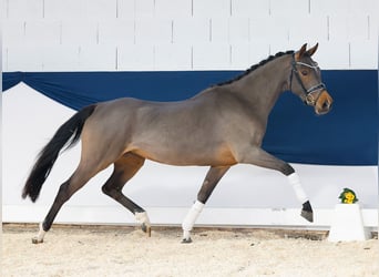 German Riding Pony, Mare, 3 years, 14,1 hh, Brown