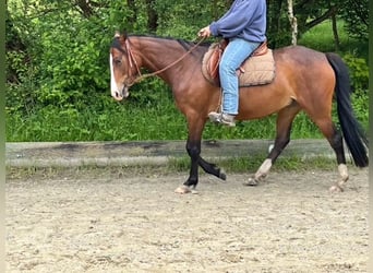 German Riding Pony, Mare, 3 years, 14.1 hh, Brown