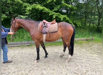 German Riding Pony, Mare, 3 years, 14.1 hh, Brown