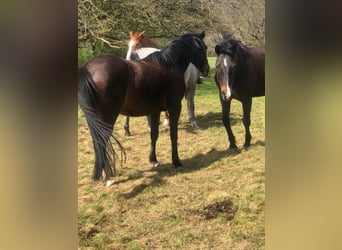 German Riding Pony, Mare, 3 years, 14.1 hh, Brown