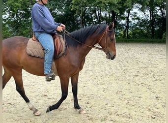 German Riding Pony, Mare, 3 years, 14.1 hh, Brown