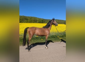 German Riding Pony Mix, Mare, 3 years, 14.1 hh, Brown German Riding Pony Mix, Mare, 3 years, 14.1 hh, Brown