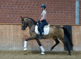 German Riding Pony, Mare, 3 years, 14.1 hh, Buckskin