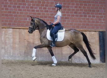 German Riding Pony, Mare, 3 years, 14.1 hh, Buckskin