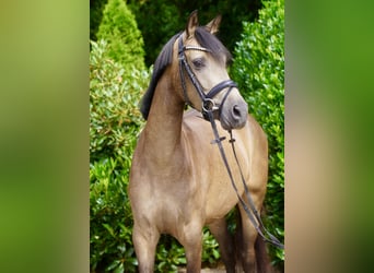 German Riding Pony, Mare, 3 years, 14.1 hh, Buckskin