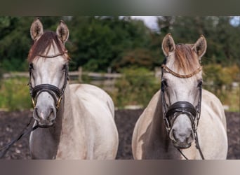 German Riding Pony, Mare, 3 years, 14.1 hh, Buckskin