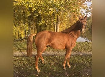 German Riding Pony, Mare, 3 years, 14.1 hh, Chestnut-Red