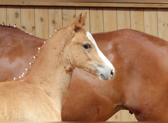 German Riding Pony, Mare, 3 years, 14.1 hh, Chestnut-Red